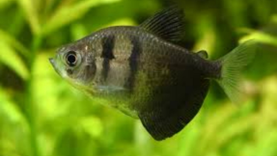 Black Skirt Tetra