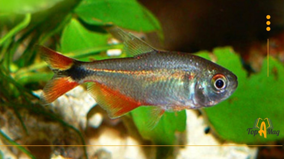 Buenos Aires Tetra