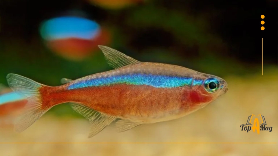 Cardinal Tetra