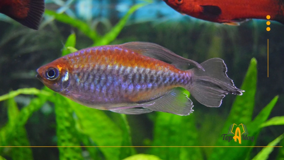 Congo Tetra