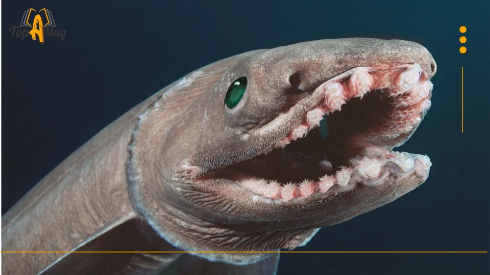 Frilled Shark