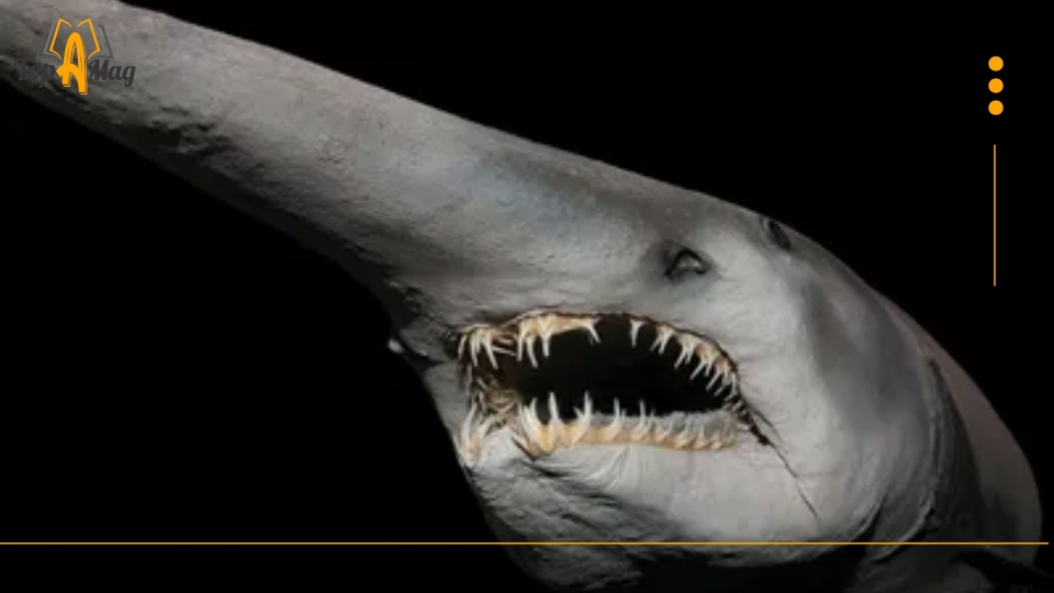 Goblin Shark