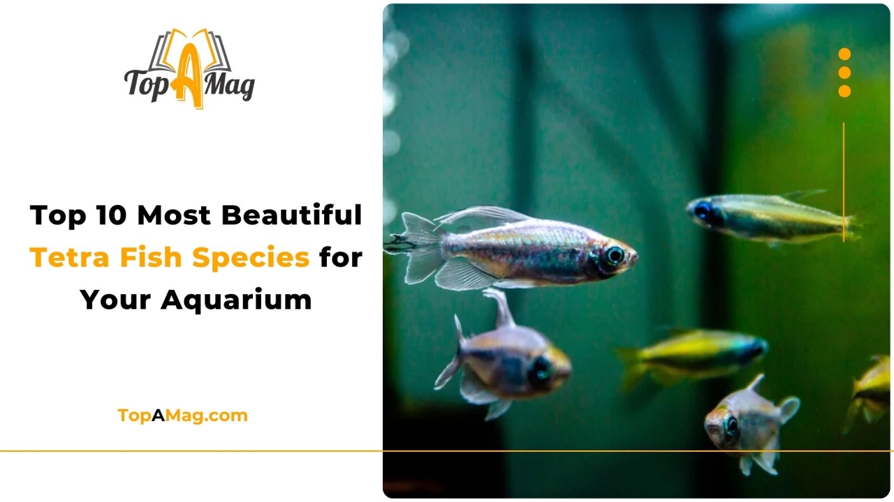 Top 10 Most Beautiful Tetra Fish Species for Your Aquarium