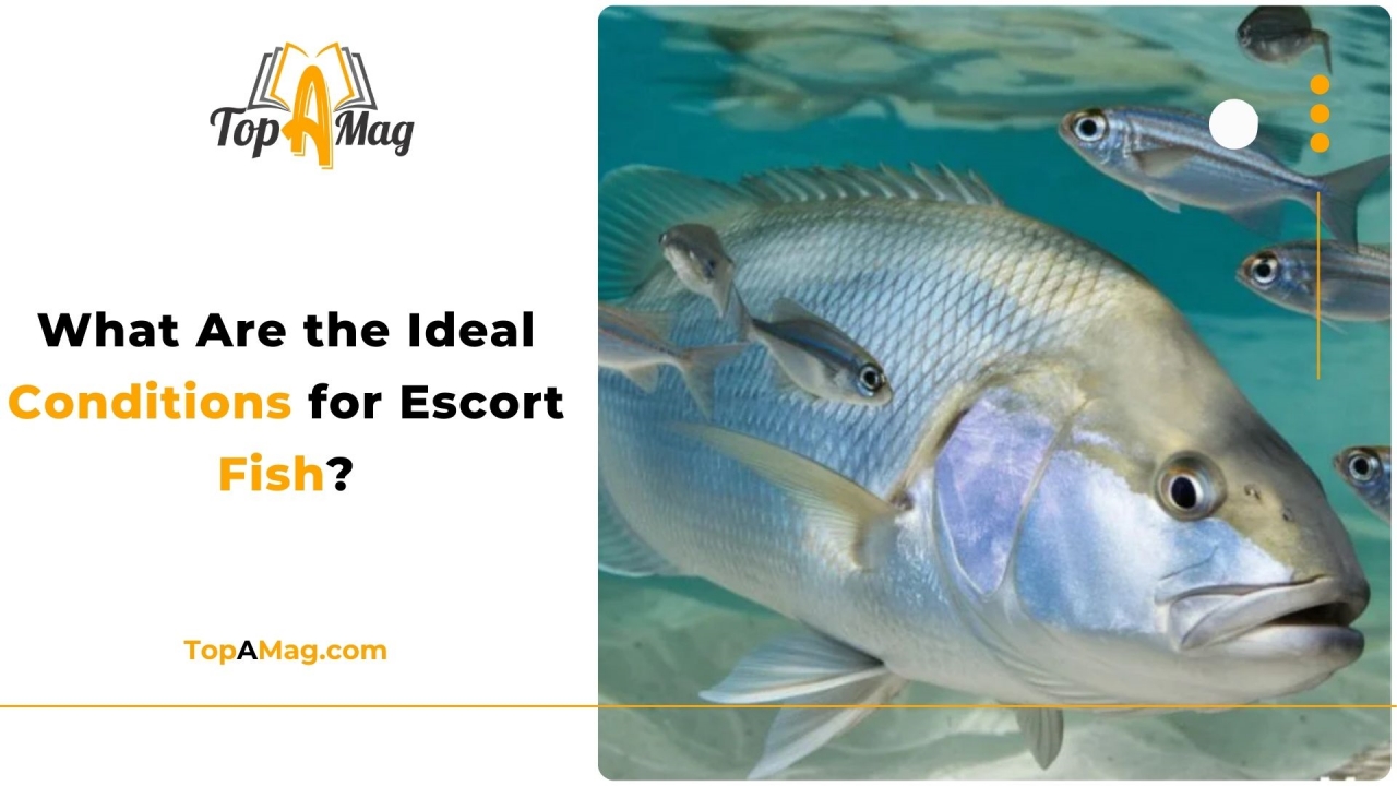 What Are the Ideal Conditions for Escort Fish