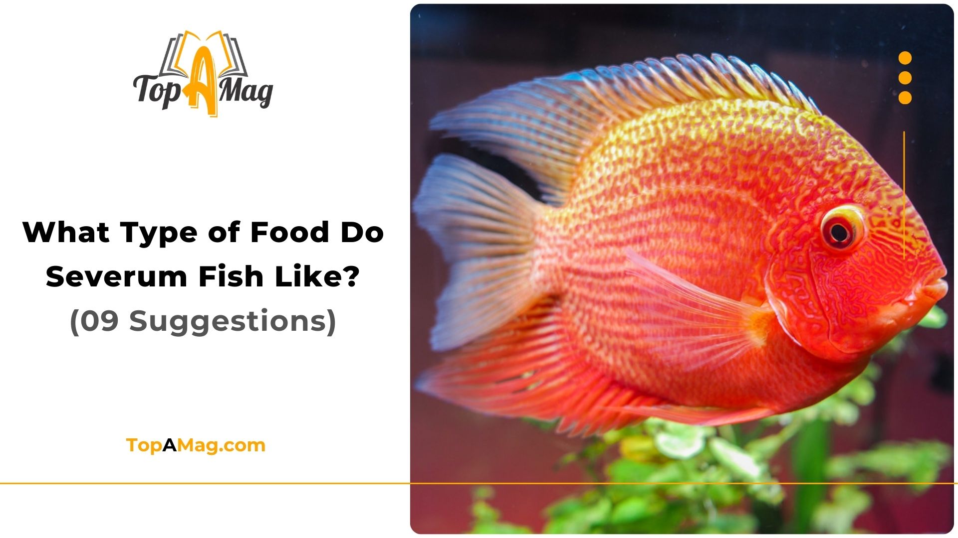 What Type of Food Do Severum Fish Like