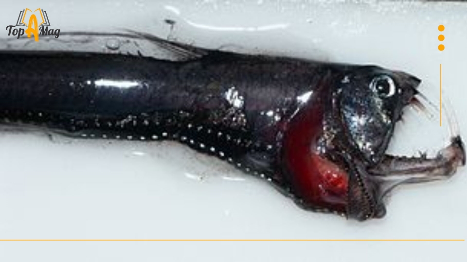 sloane’s viperfish